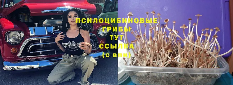 Галлюциногенные грибы Cubensis  Александровское 